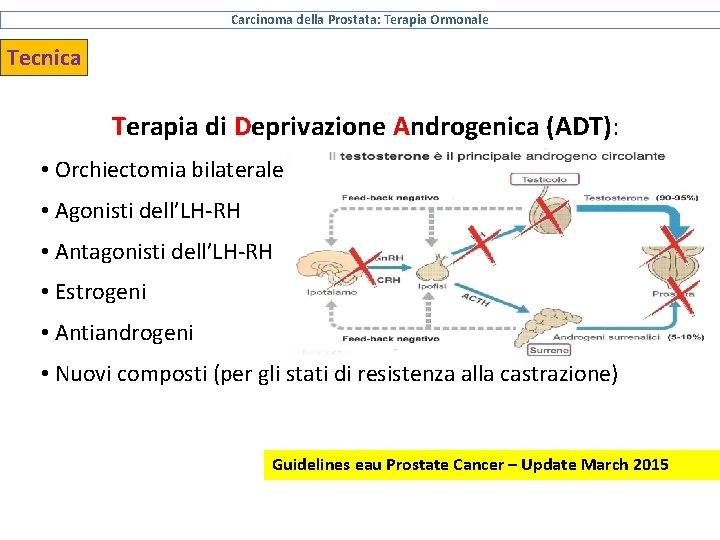 Carcinoma della Prostata: Terapia Ormonale Tecnica Terapia di Deprivazione Androgenica (ADT): • Orchiectomia bilaterale