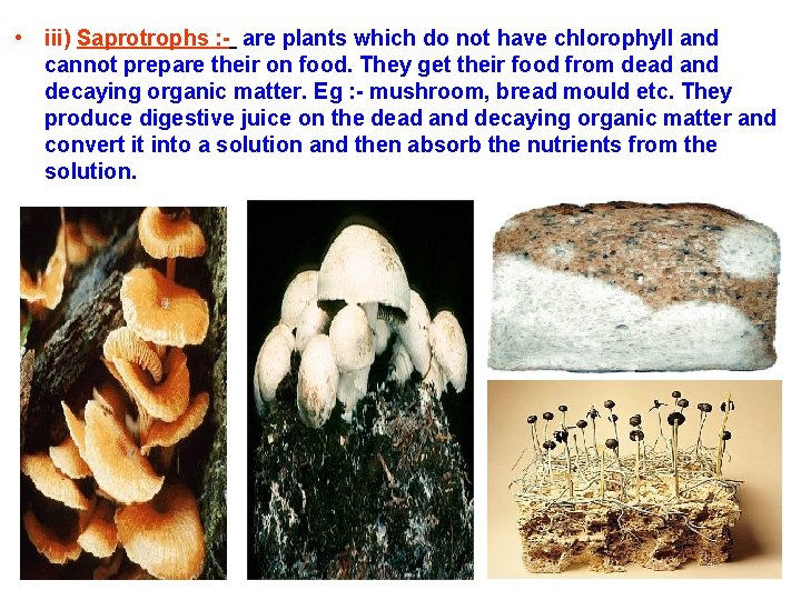 • iii) Saprotrophs : - are plants which do not have chlorophyll and • iii) Saprotrophs : - are plants which do not have chlorophyll and