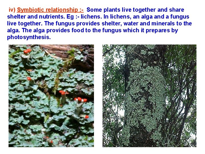 iv) Symbiotic relationship : - Some plants live together and share shelter and nutrients. iv) Symbiotic relationship : - Some plants live together and share shelter and nutrients.
