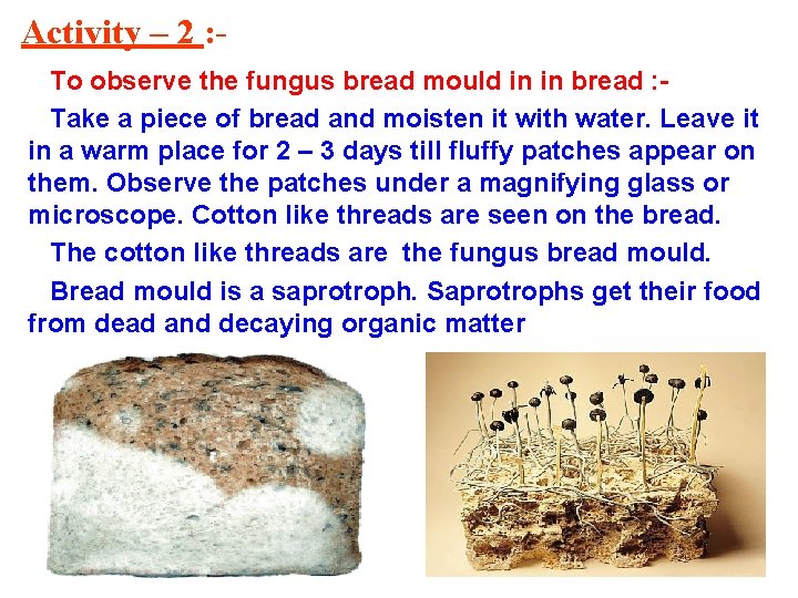 Activity – 2 : To observe the fungus bread mould in in bread : Activity – 2 : To observe the fungus bread mould in in bread :