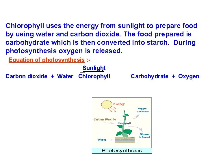 Chlorophyll uses the energy from sunlight to prepare food by using water and carbon Chlorophyll uses the energy from sunlight to prepare food by using water and carbon