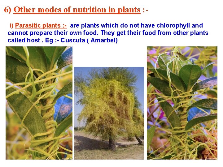 6) Other modes of nutrition in plants : i) Parasitic plants : - are 6) Other modes of nutrition in plants : i) Parasitic plants : - are