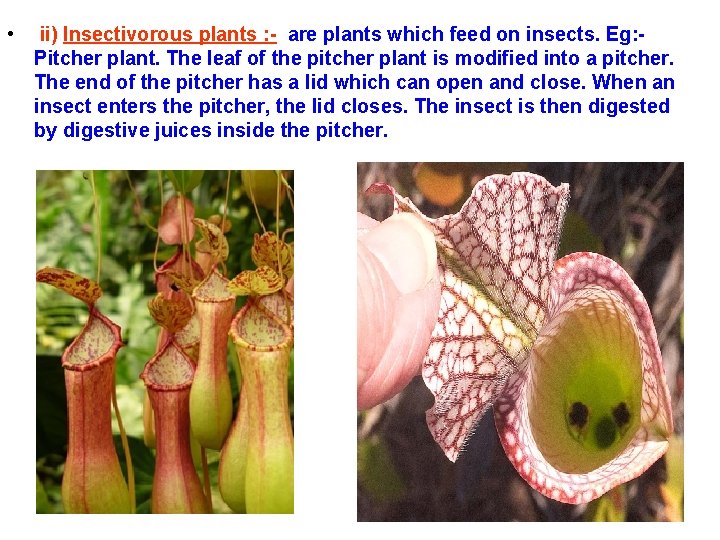 • ii) Insectivorous plants : - are plants which feed on insects. Eg: • ii) Insectivorous plants : - are plants which feed on insects. Eg: