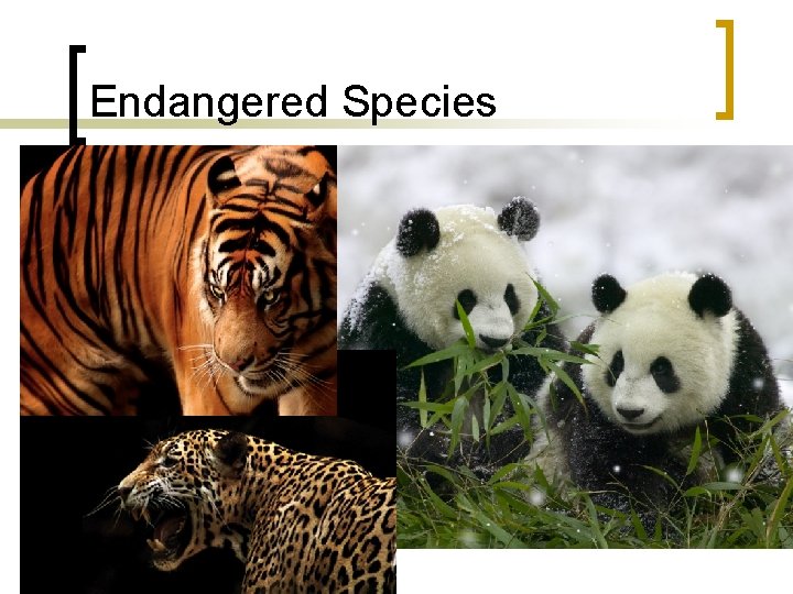 Endangered Species 