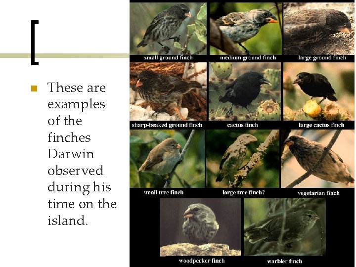 n These are examples of the finches Darwin observed during his time on the