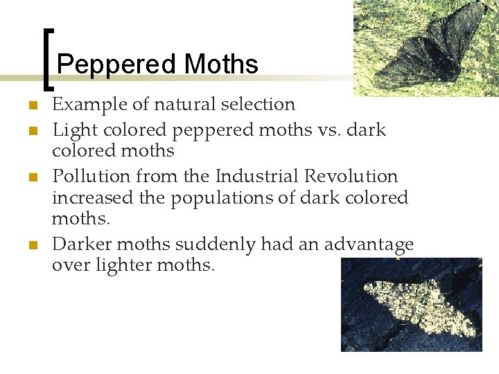 Peppered Moths n n Example of natural selection Light colored peppered moths vs. dark