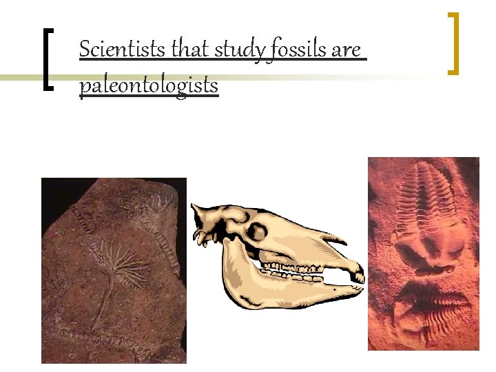 Scientists that study fossils are paleontologists 