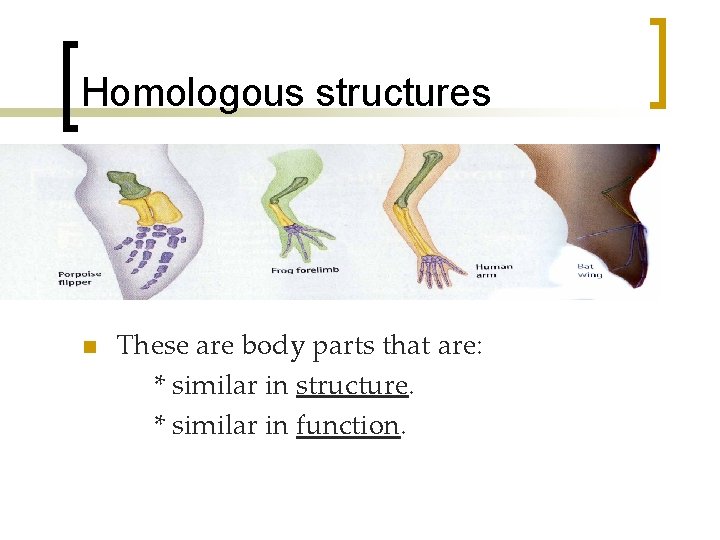 Homologous structures n These are body parts that are: * similar in structure. *