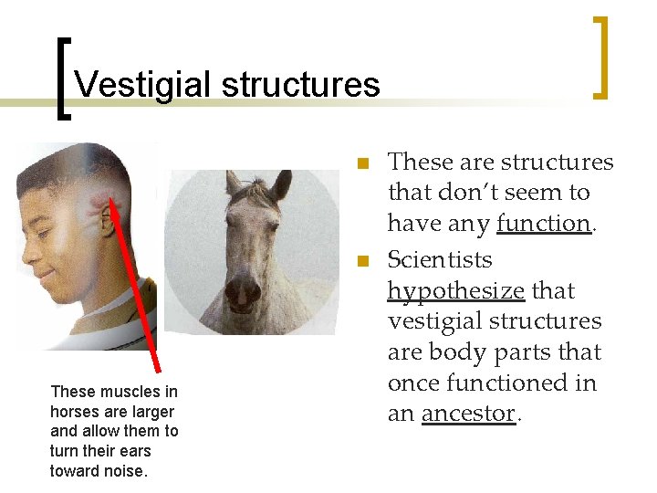 Vestigial structures n n These muscles in horses are larger and allow them to