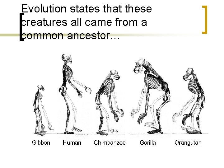 Evolution states that these creatures all came from a common ancestor… 