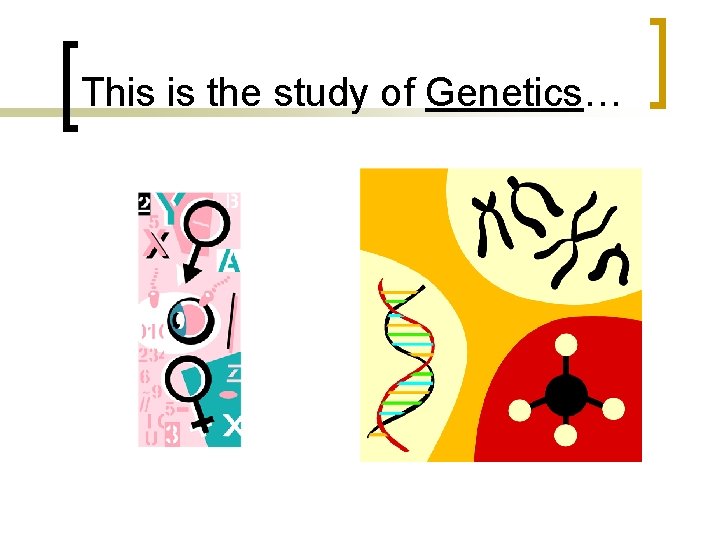 This is the study of Genetics… 