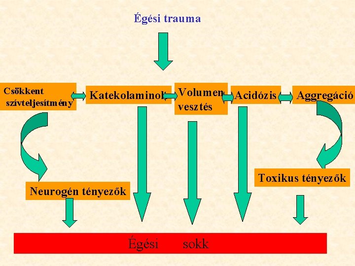 Égési trauma Csökkent szívteljesítmény Katekolaminok Volumen Acidózis vesztés Aggregáció Toxikus tényezők Neurogén tényezők Égési