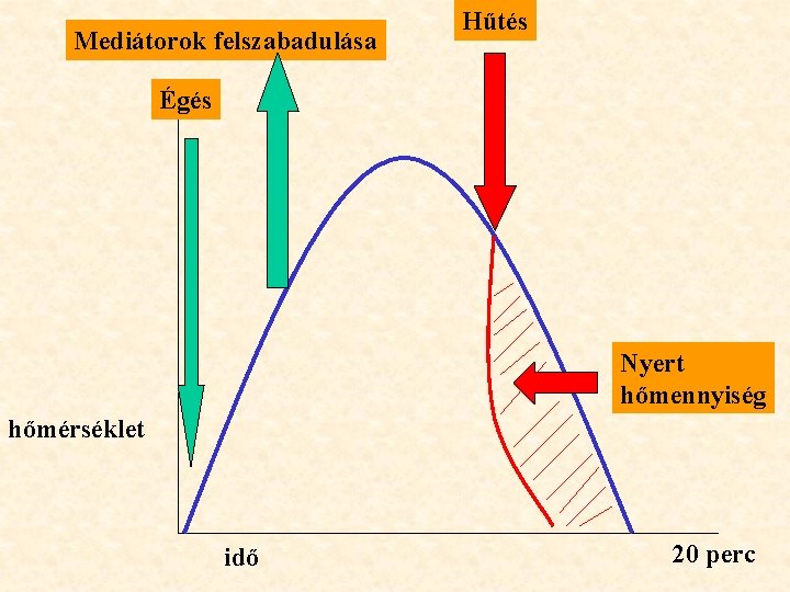 Mediátorok felszabadulása Hűtés Égés Nyert hőmennyiség hőmérséklet idő 20 perc 