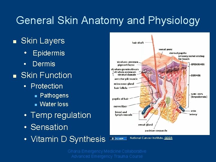 General Skin Anatomy and Physiology n Skin Layers • Epidermis • Dermis n Skin