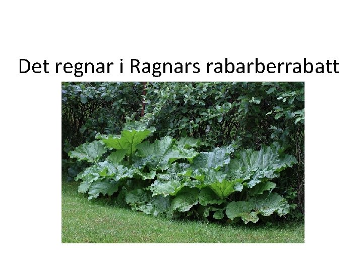 Det regnar i Ragnars rabarberrabatt Det regnar i Ragnars rabarberrabatt