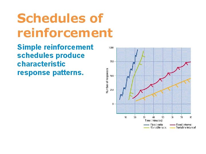 Schedules of reinforcement Simple reinforcement schedules produce characteristic response patterns. 7 