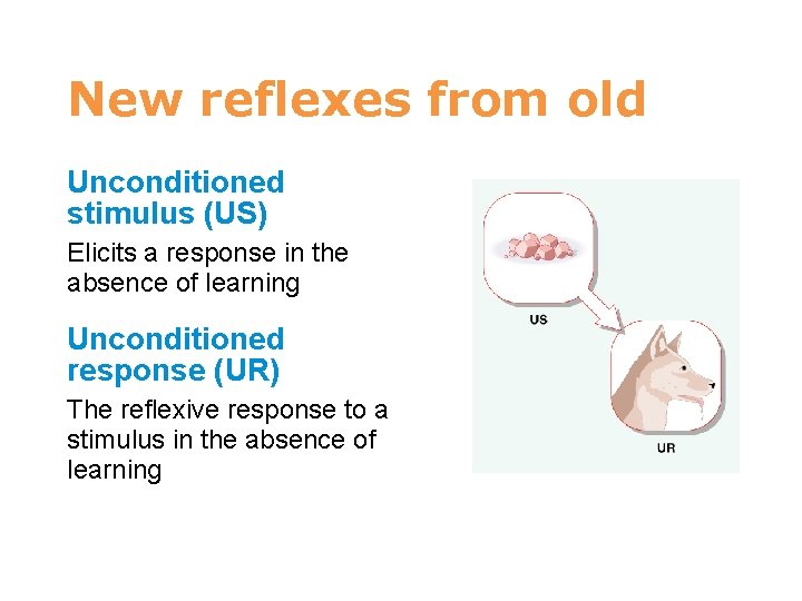 7 New reflexes from old Unconditioned stimulus (US) Elicits a response in the absence