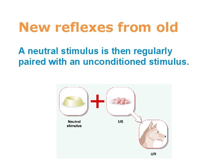 7 New reflexes from old A neutral stimulus is then regularly paired with an