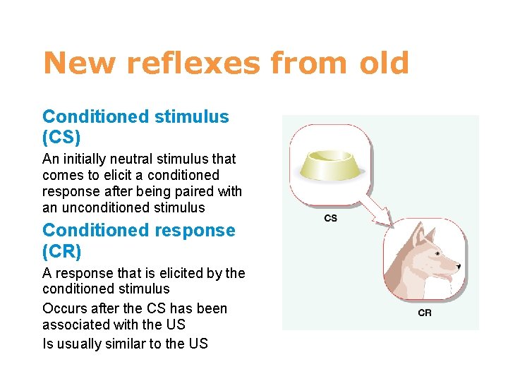 7 New reflexes from old Conditioned stimulus (CS) An initially neutral stimulus that comes