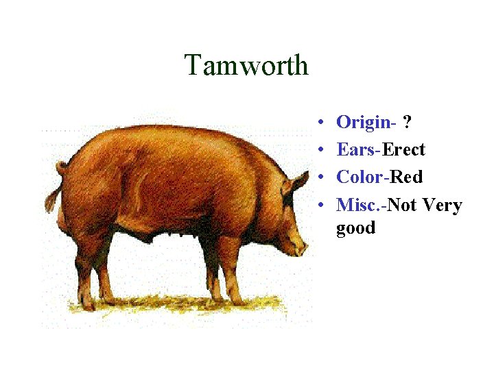 Tamworth • • Origin- ? Ears-Erect Color-Red Misc. -Not Very good 