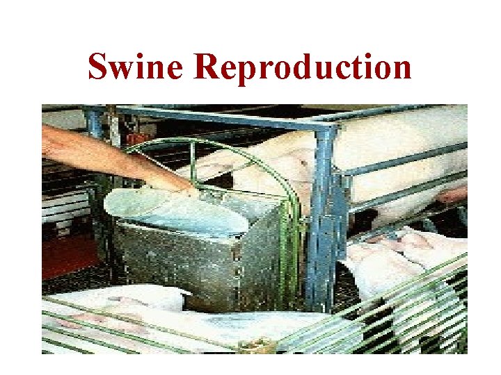 Swine Reproduction 