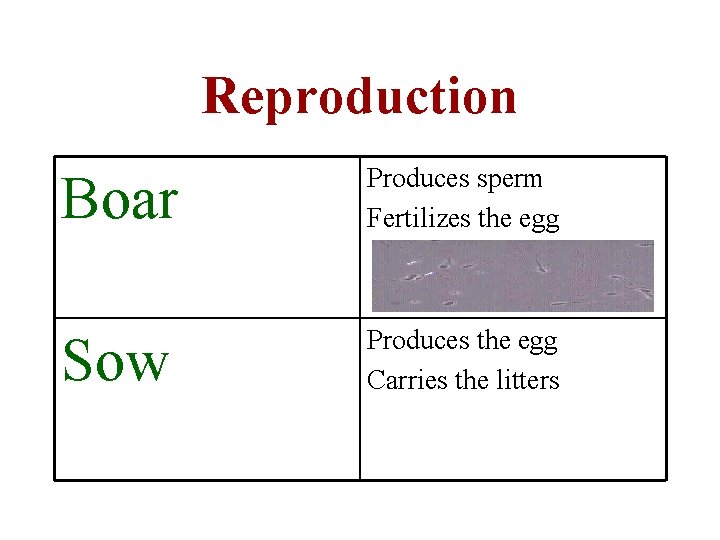 Reproduction Boar Produces sperm Fertilizes the egg Sow Produces the egg Carries the litters