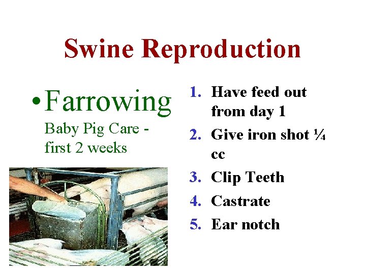 Swine Reproduction • Farrowing Baby Pig Care first 2 weeks 1. Have feed out