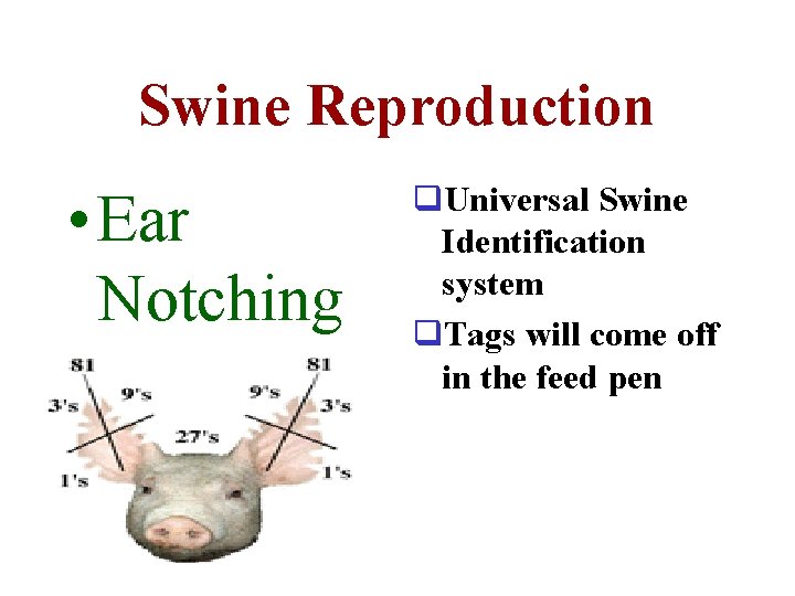 Swine Reproduction • Ear Notching q. Universal Swine Identification system q. Tags will come