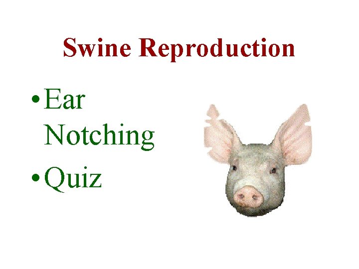 Swine Reproduction • Ear Notching • Quiz 