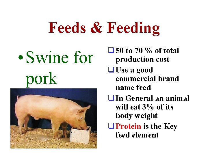 Feeds & Feeding • Swine for pork q 50 to 70 % of total