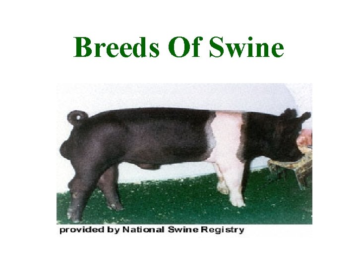 Breeds Of Swine 