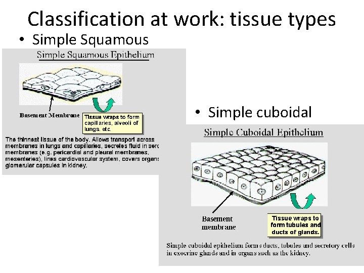 Classification at work: tissue types • Simple Squamous • Simple cuboidal 