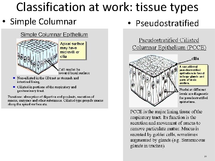 Classification at work: tissue types • Simple Columnar • Pseudostratified 