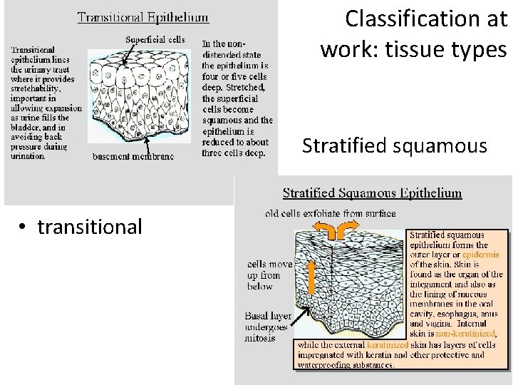 Classification at work: tissue types • Stratified squamous • transitional 