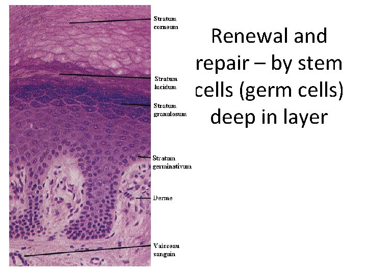 Renewal and repair – by stem cells (germ cells) deep in layer 