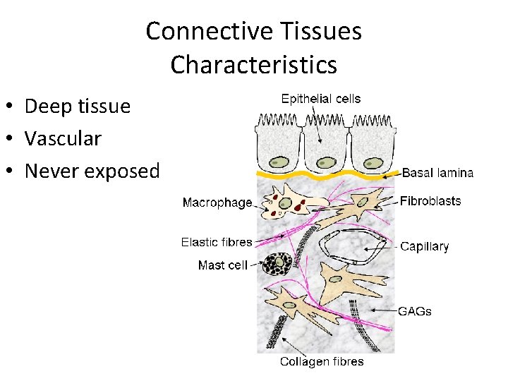 Connective Tissues Characteristics • Deep tissue • Vascular • Never exposed 