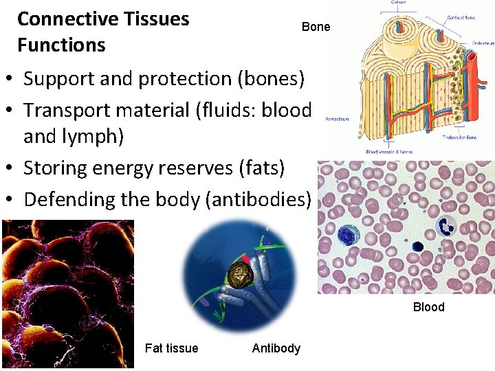 Connective Tissues Functions Bone • Support and protection (bones) • Transport material (fluids: blood