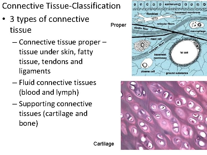 Connective Tissue-Classification • 3 types of connective Proper tissue – Connective tissue proper –