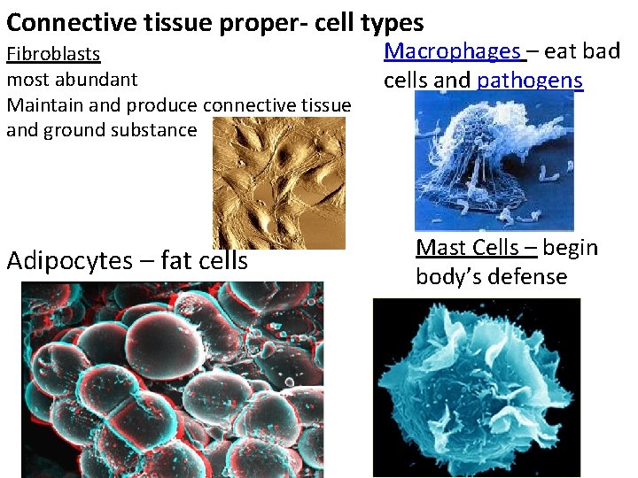 Connective tissue proper- cell types Fibroblasts most abundant Maintain and produce connective tissue and