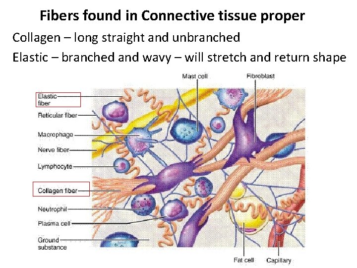 Fibers found in Connective tissue proper Collagen – long straight and unbranched Elastic –