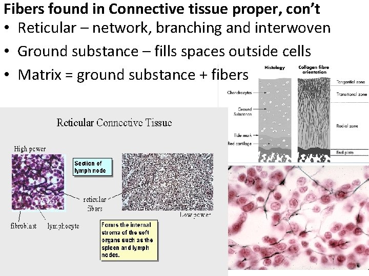 Fibers found in Connective tissue proper, con’t • Reticular – network, branching and interwoven
