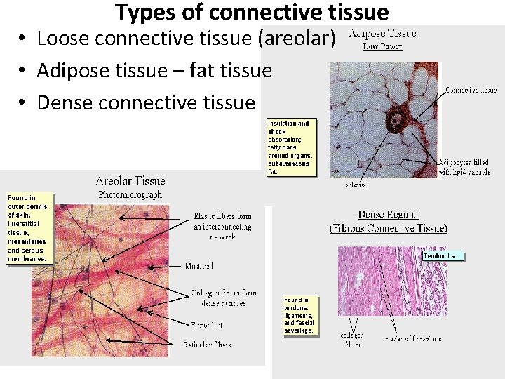 Types of connective tissue • Loose connective tissue (areolar) • Adipose tissue – fat