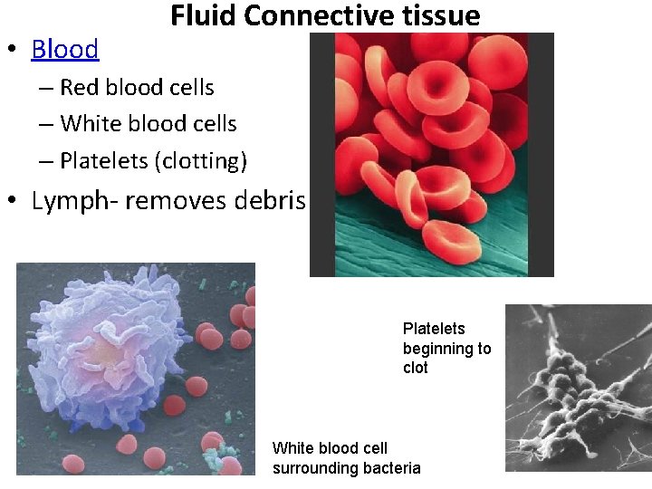  • Blood Fluid Connective tissue – Red blood cells – White blood cells