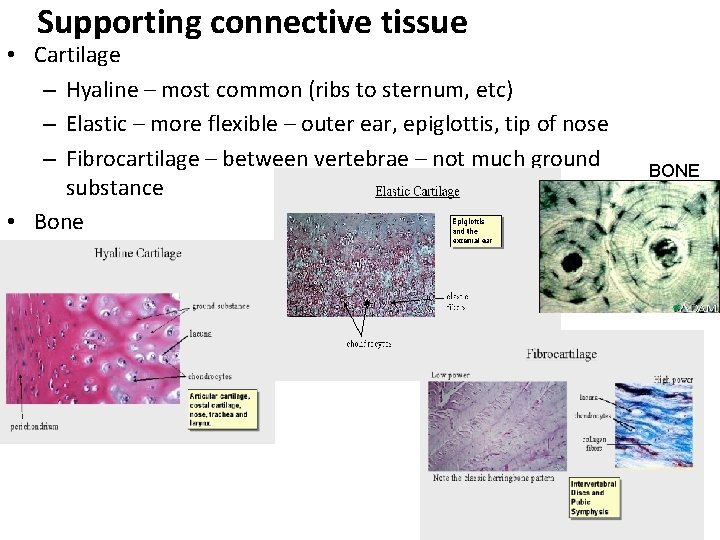Supporting connective tissue • Cartilage – Hyaline – most common (ribs to sternum, etc)