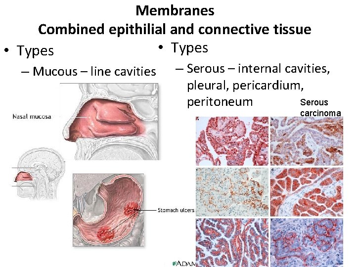 Membranes Combined epithilial and connective tissue • Types – Mucous – line cavities –