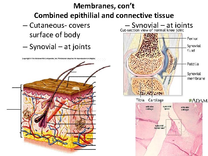 Membranes, con’t Combined epithilial and connective tissue – Synovial – at joints – Cutaneous-