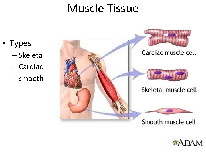 Muscle Tissue • Types – Skeletal – Cardiac – smooth 