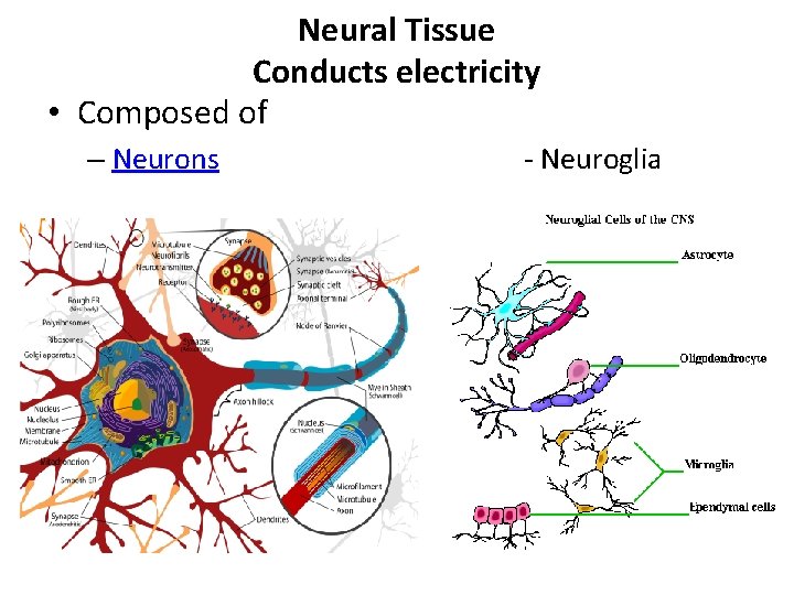 Neural Tissue Conducts electricity • Composed of – Neurons - Neuroglia 