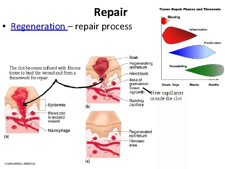 Repair • Regeneration – repair process 