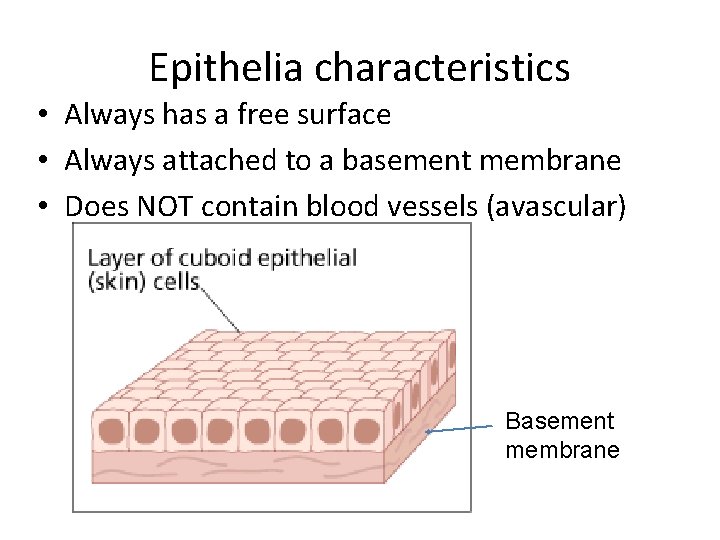 Epithelia characteristics • Always has a free surface • Always attached to a basement